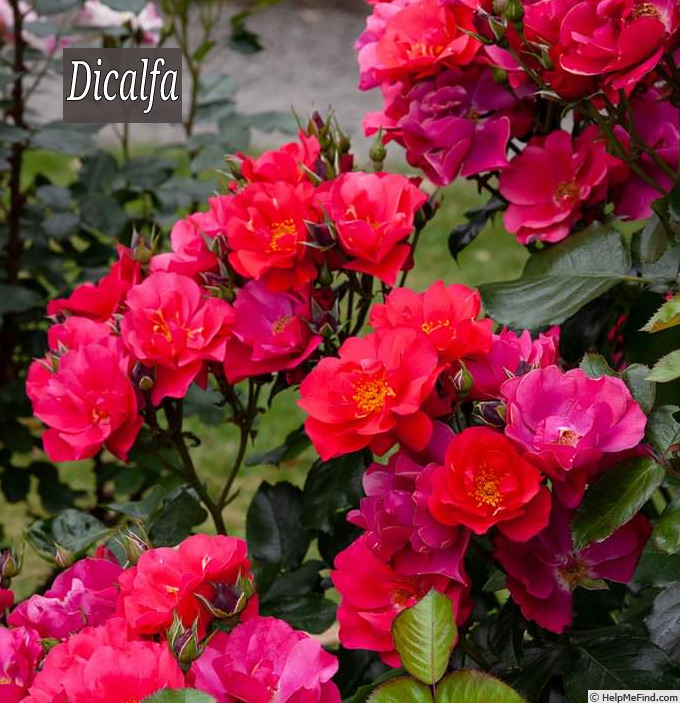 'DICalfa' rose photo