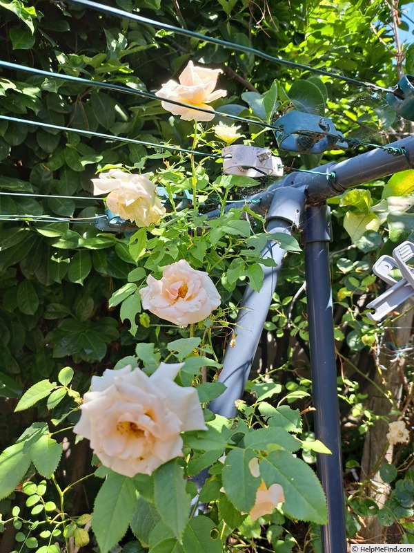'Paul Ricard ®' rose photo