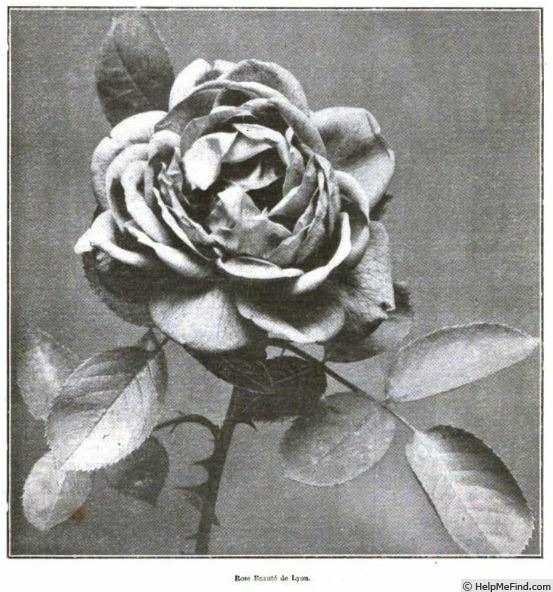 'Beauté de Lyon (pernetiana, Pernet-Ducher 1907)' rose photo