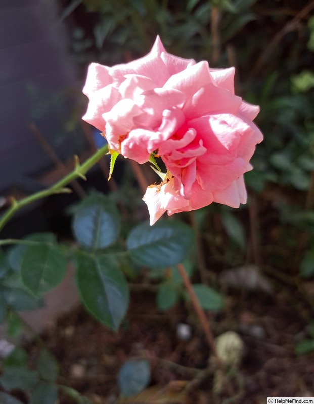 'Pink Voluptia ®' rose photo