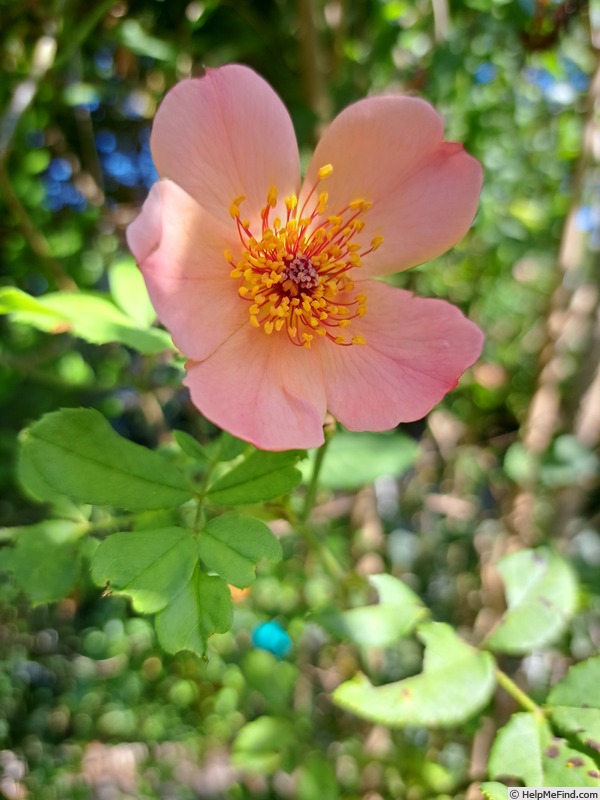 'Morning Mist (shrub, Austin, 1996)' rose photo