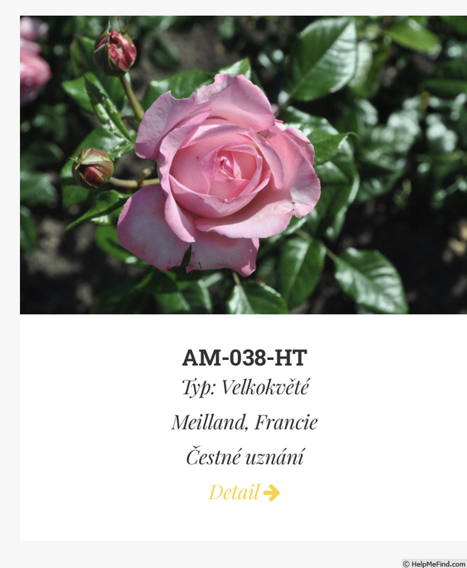 'AM038' rose photo