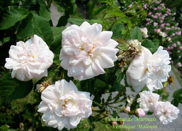 'Comtesse de Murinais (moss, Vibert, 1842)' rose photo