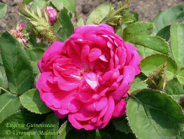 'Eugénie Guinoisseau (moss, Guinoisseau, 1864)' rose photo