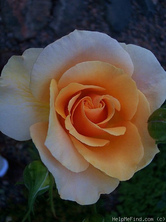 'AROcad' rose photo