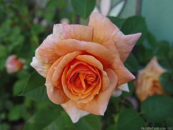 'Joey's Palace' rose photo
