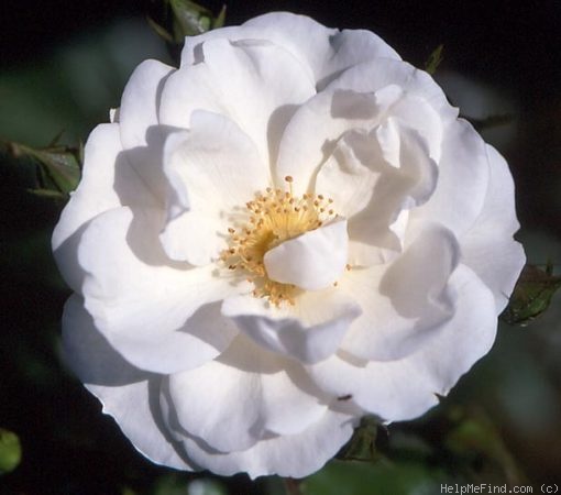 'Diamond Head' rose photo