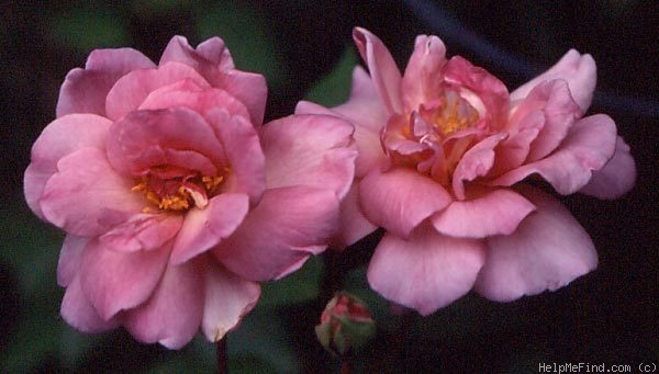 'Duke of York' rose photo