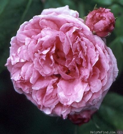 'Fanny Essler' rose photo