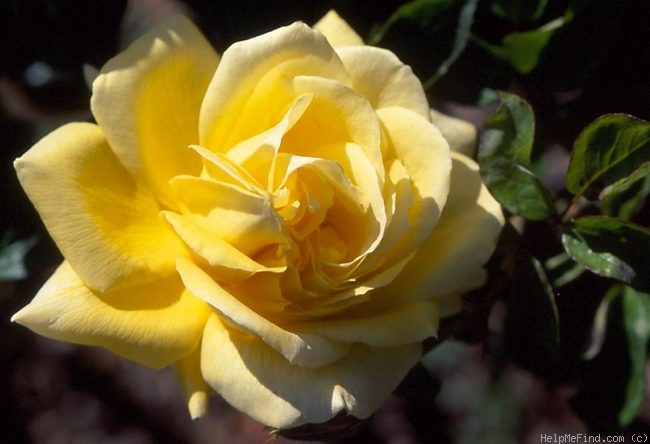 'Golden Sun' rose photo