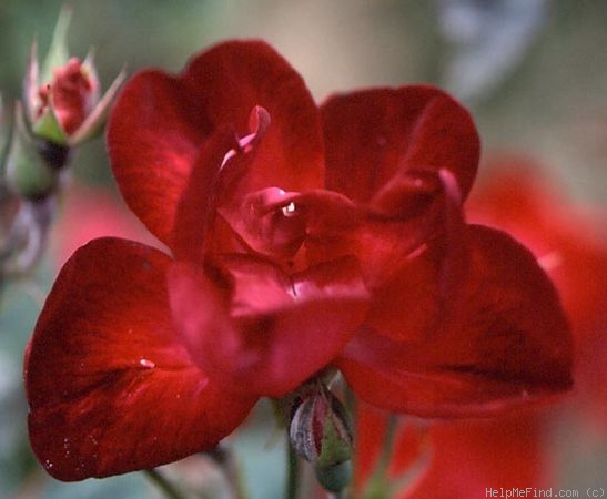 'Indica purpurea' rose photo