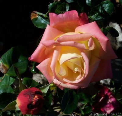 'Hondo (hybrid tea, Perry, 1998)' rose photo