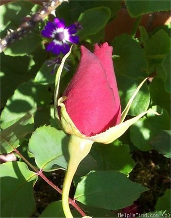 'Crimson Glory (hybrid tea, Kordes 1935)' rose photo