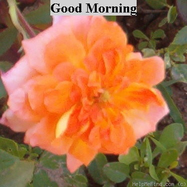 'Good Morning (hybrid tea, Fryer, 1995)' rose photo