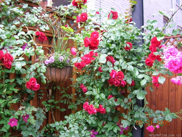 'Cadenza' rose photo