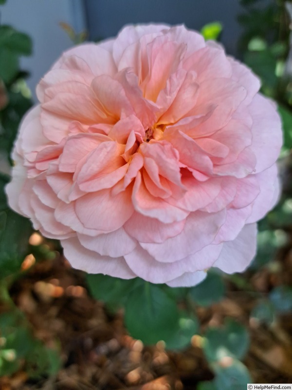 'Eustacia Vye ™' rose photo