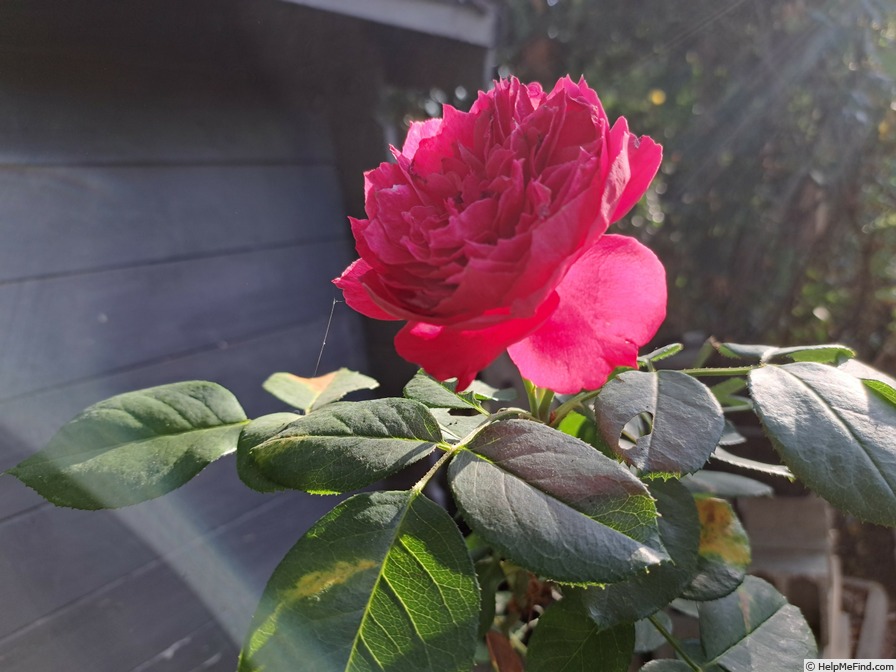 'Ruban Rouge ® (shrub, Meilland 2012)' rose photo