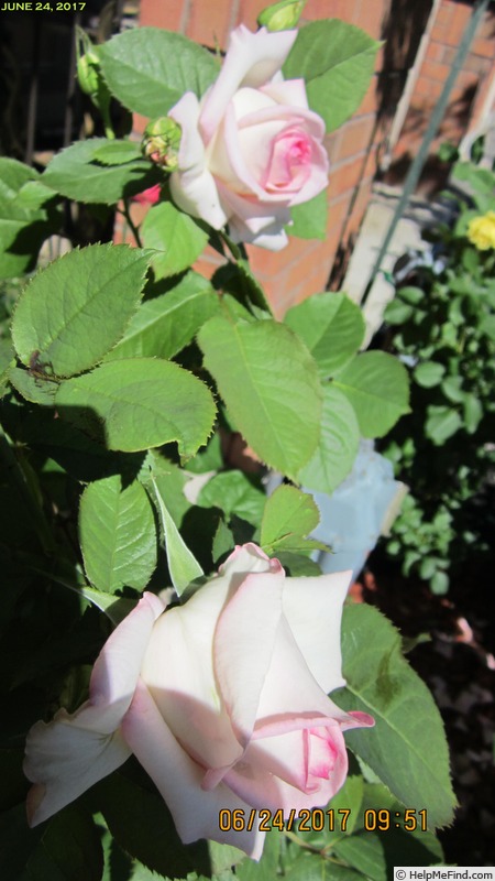 'Moonstone ™ (Hybrid Tea, Carruth 1998)' rose photo