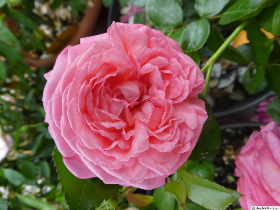 'Mim's Rose' rose photo