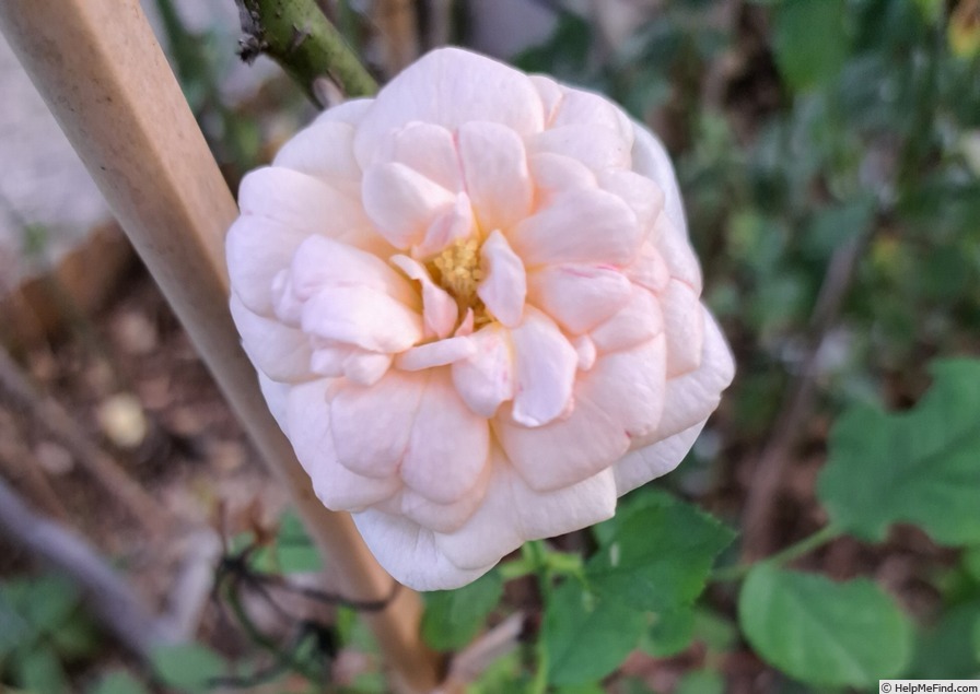 'Bordure Nacrée ®' rose photo