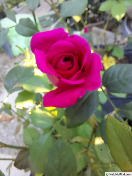 'Kazatchok ®' rose photo