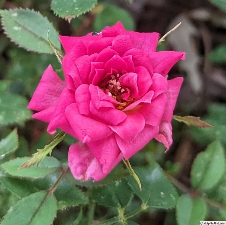 'Bit o' Magic' rose photo