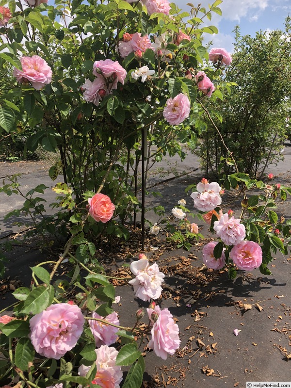 'AKA 188-19.2' rose photo