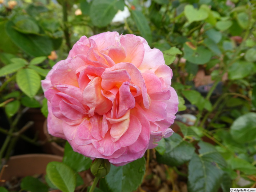 'Dornburger Schlossrose' rose photo