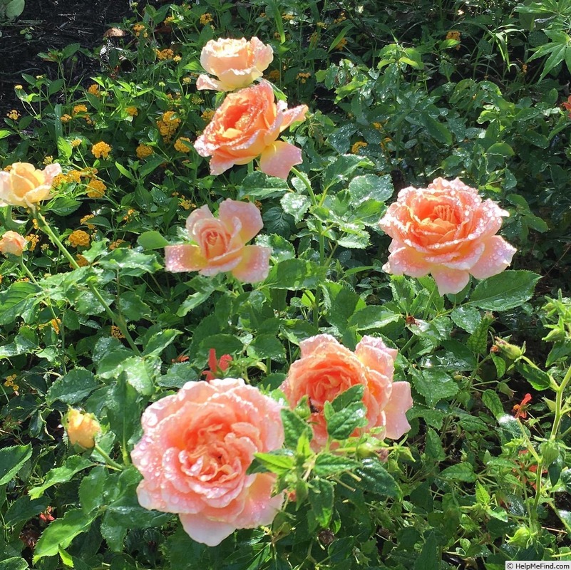 'Flo Nelson' rose photo