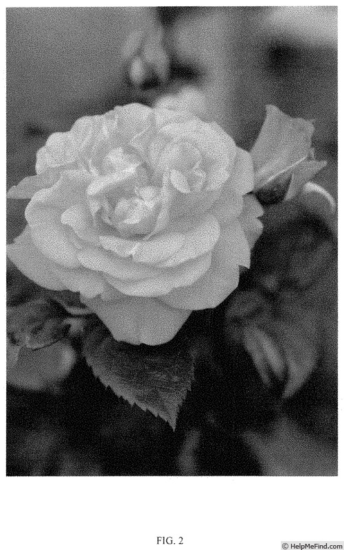 'NOA39131' rose photo