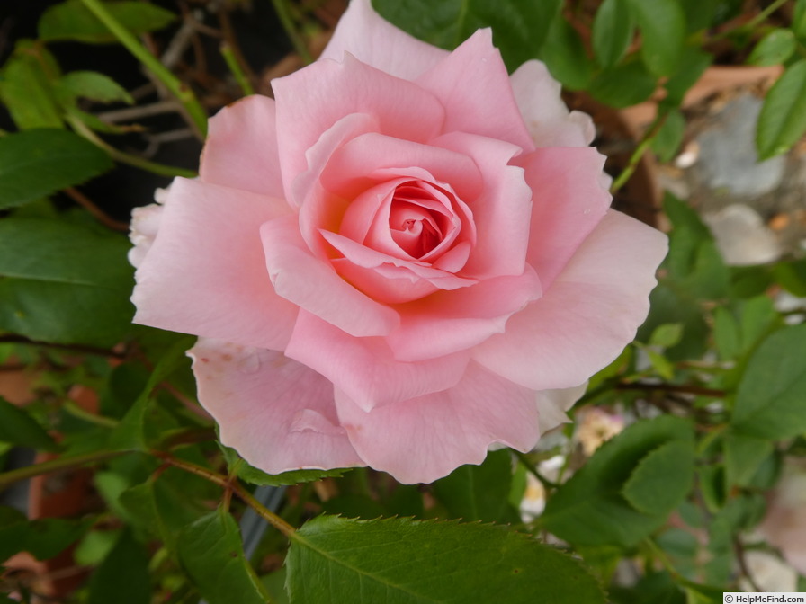 'Love Always' rose photo