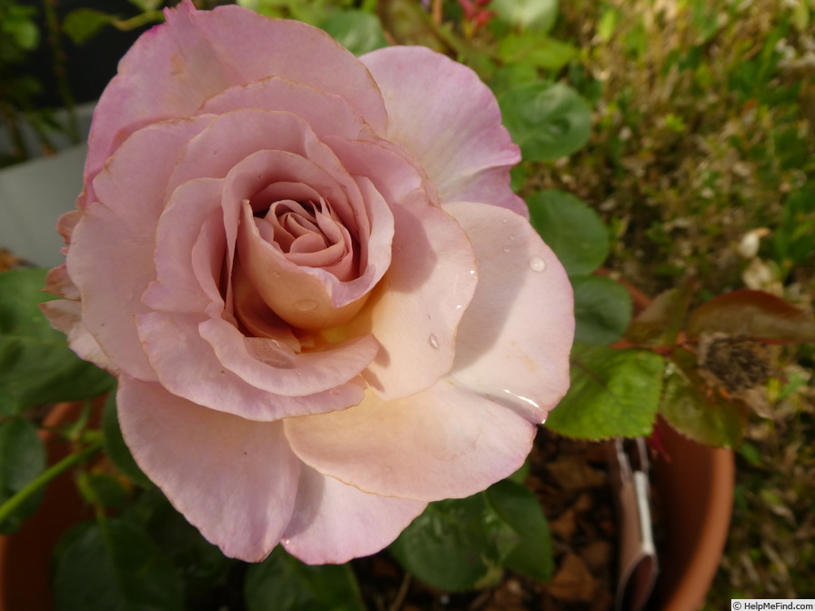 'Blue Girl® (hybrid tea, Sauvageot/NIRP, 2008)' rose, click to enlarge 'Blue Girl® (hybrid tea, Sauvageot/NIRP, 2008)' rose photo