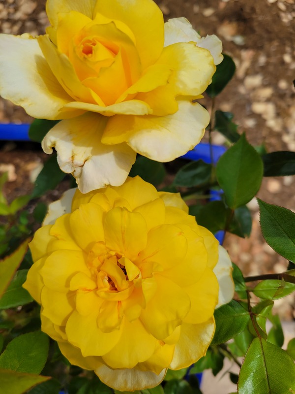 'Catie's Rose Garden'  photo