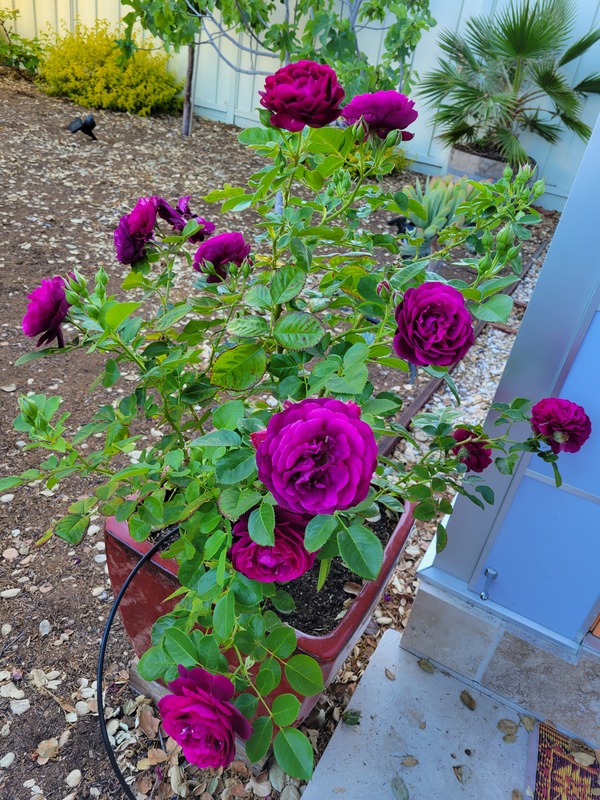 'Catie's Rose Garden'  photo