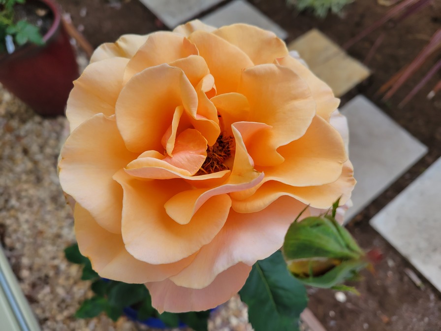 'Catie's Rose Garden'  photo