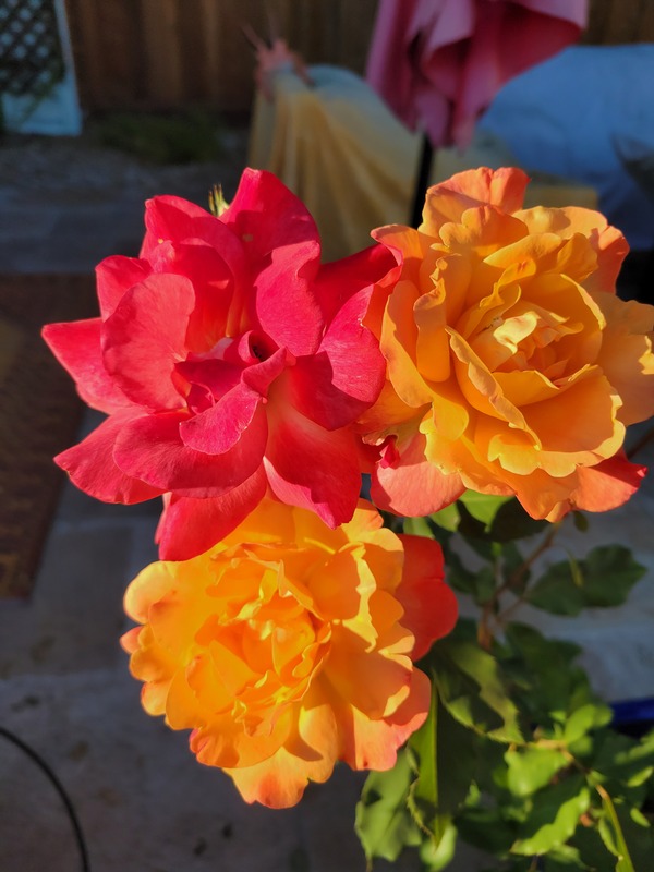 'Catie's Rose Garden'  photo