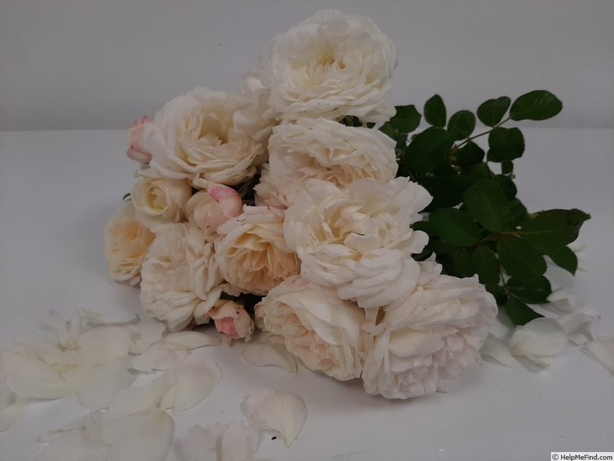 'Toul Cathédrale ®' rose photo
