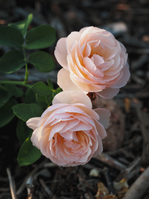 'Guillot no. 1' rose photo