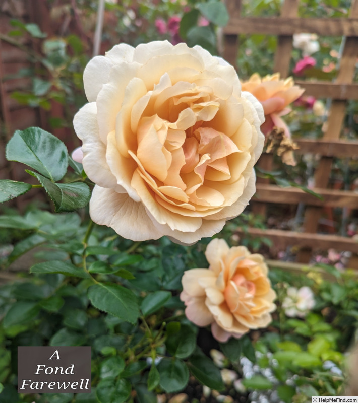 'A Fond Farewell' rose photo