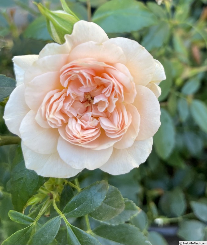 'Tajique' rose photo