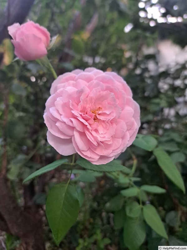 'Olivia Rose Austin ®' rose photo
