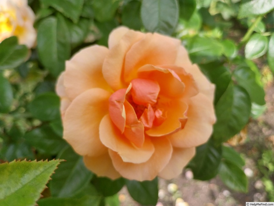 'Profesor Kownas' rose photo