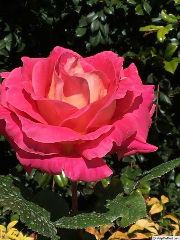 'Delightful (hybrid tea, Thomson before 2017)' rose photo