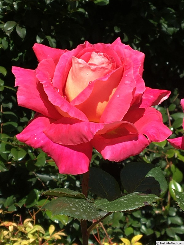 'Delightful (hybrid tea, Thomson before 2017)' rose photo