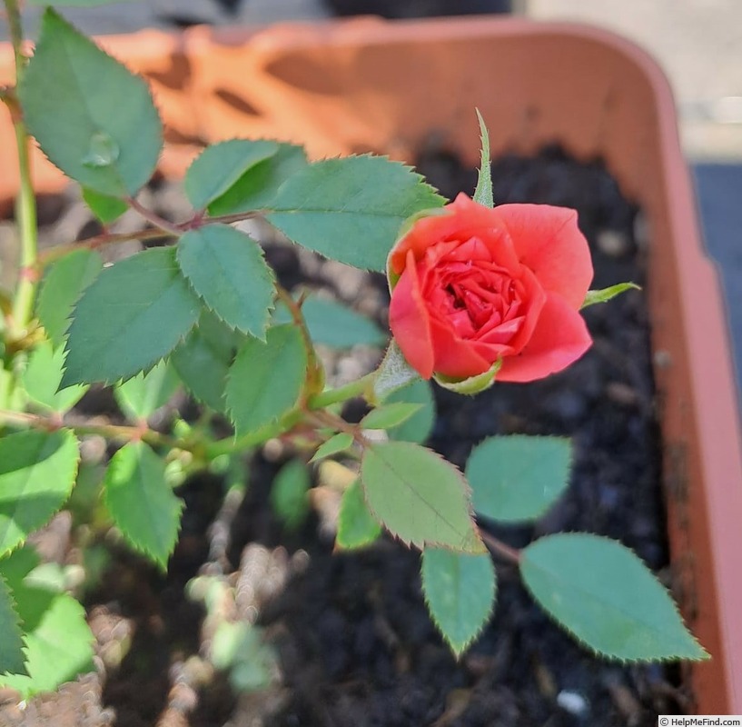 'C01-1' rose photo