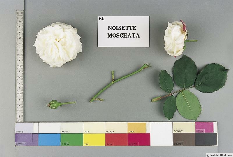 'Noisette Moschata' rose photo