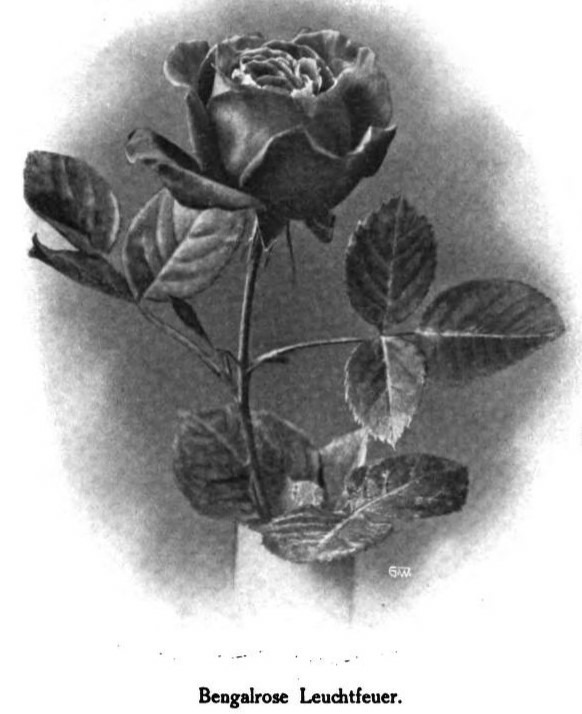 'Leuchtfeuer (hybrid china, Türke, 1909)' rose photo