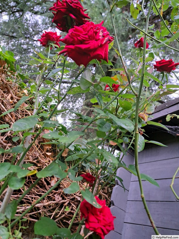 'Rouge Adam ®' rose photo