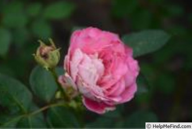 'Eleanor (floribunda, Yoshiike, 2021)' rose photo