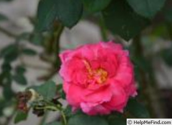 'Shun-ichi Mori' rose photo